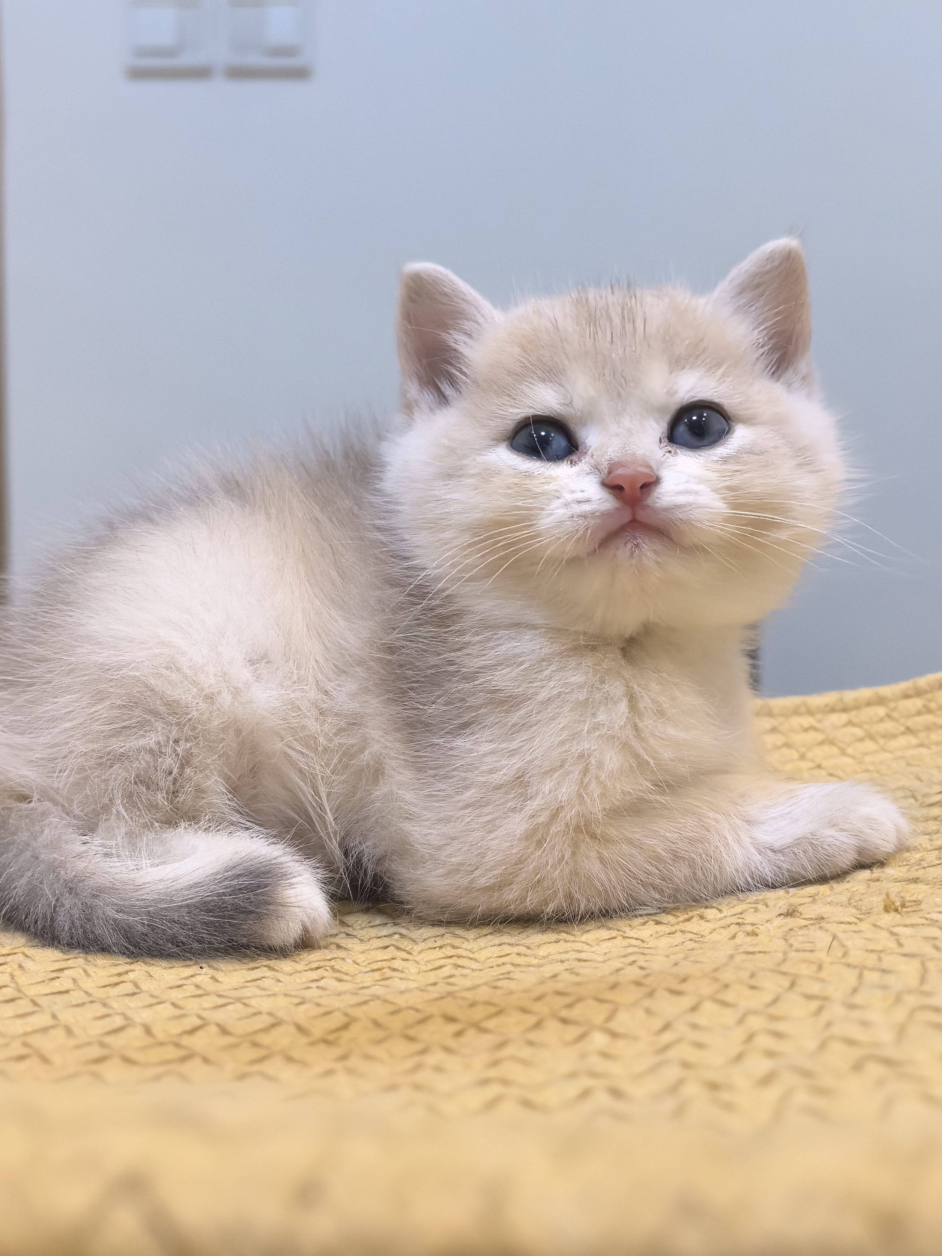 11色大饼脸蓝金弟弟
